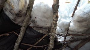 Варианты Жилища для зимовки/ ночевки в лесу (Бакшевская Масляница)