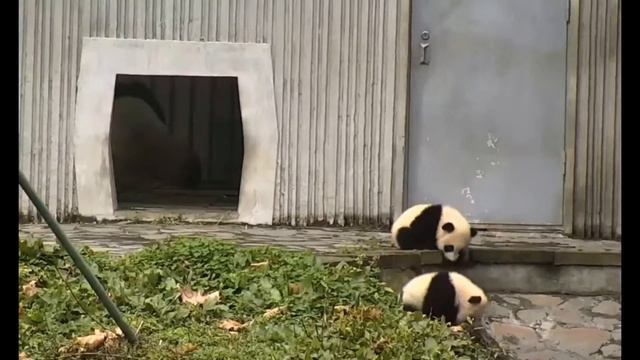 Маленькие веселые панды смотреть онлайн