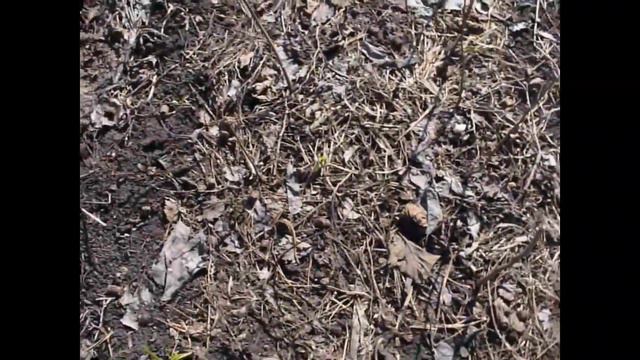 фундук Трапезунд карликовый  Причины смотреть онлайн