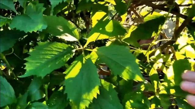 #девичийвиноград.  Девичий виноград на заборе.  Обзор.