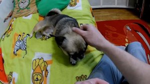 СИБАС НА ГРИЛЕ как приготовить ПРОСТОЙ РЕЦЕПТ