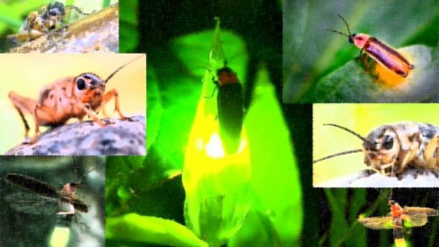 NEW! Светлячки поют вместе со сверчками! смотреть онлайн