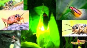 NEW! Светлячки поют вместе со сверчками!