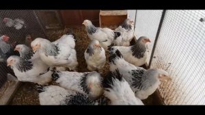 КУРЫ БРАМА НА ПРОДАЖУ