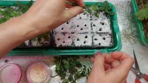 УКОРЕНЯЮ🌺 ХРИЗАНТЕМУ🌺 МУЛЬТИФЛОРУ С ДОБАВЛЕНИЕМ ПЕРЛИТА  #черенкование