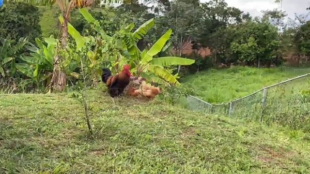 My Welsummer Rooster With His Flock смотреть онлайн