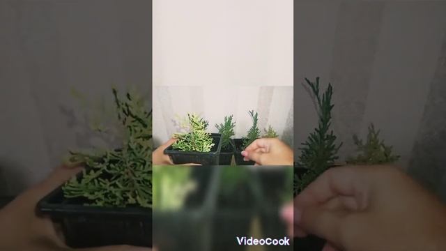 Почему осенью туя желтеет