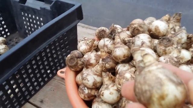 Выгонка нарциссов и гиацинтов смотреть онлайн