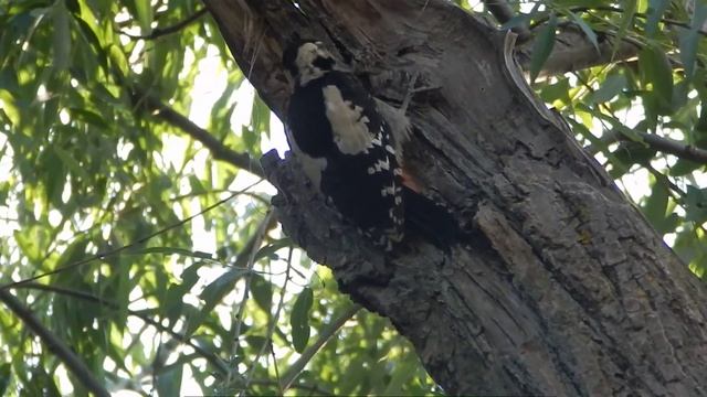 Крымские птицы. смотреть онлайн