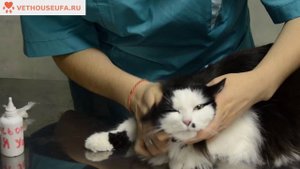 Как чистить Уши кошке