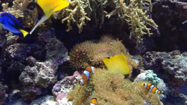 Голубая Лагуна. Отдых, Релакс. смотреть онлайн