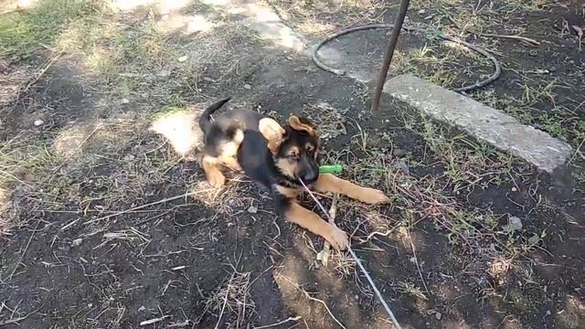 Учим команду "апорт" (щенок немецкой овчарки 3 месяца) смотреть онлайн