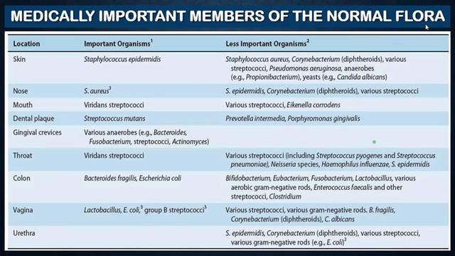 Systemic bacteriology review 1 смотреть онлайн