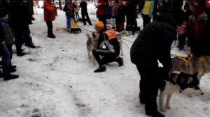 Северные псы 2016