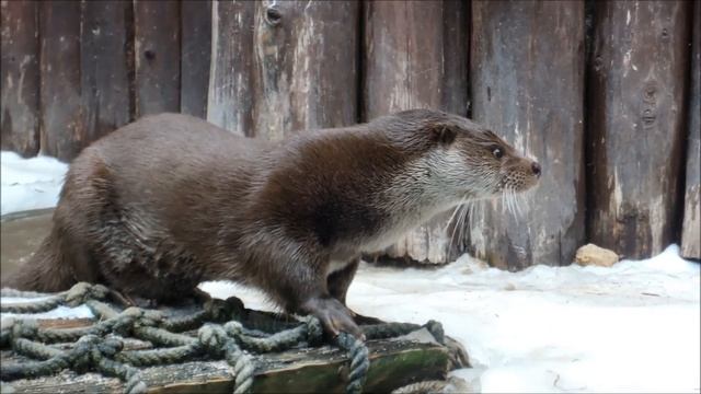 Московский зоопарк 2021. Речная выдра. смотреть онлайн