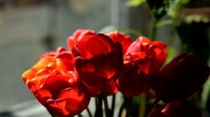 Распускание цветов