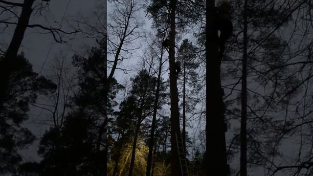 21.11 2021,я поднялась на сосну 12 метров и сделала прыжок🔥Мой прорыв смотреть онлайн