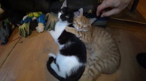 КОТЯТАМ 4 МЕСЯЦА. БРИЛЛИАНТОВАЯ ЛАПКА :)) - КОТЕЙКИ - 19