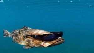 ХИ ХИ ХА ХА - ОТКУДА МЕМ?