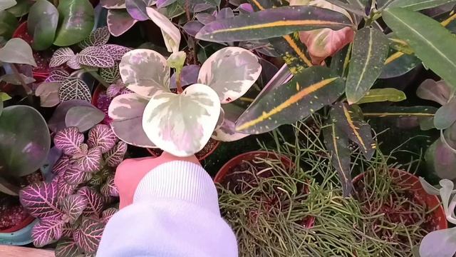 ??Леруа Мерлен?Комнатные Цветочки?Октябрь?