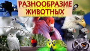 Разнообразие животных