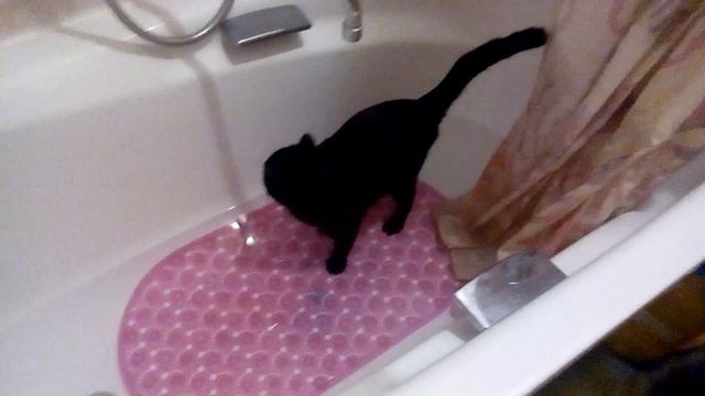 Кошка плавает смотреть онлайн