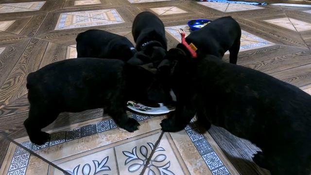 Кормление щенков Французского Бульдога в 1,5 месяца смотреть онлайн