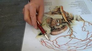 наружная сонная артерия