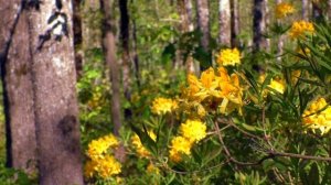 Музыка для расслабления и работы - дикий лес # 7