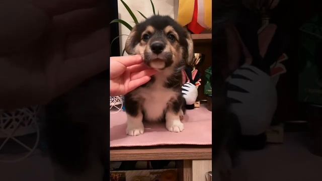 Мальчик и Девочка Вельш Корги Пемброк смотреть онлайн