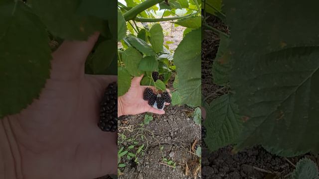 Последняя ягода На ежевики Небеса Могут Подождать