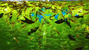 Красивые аквариумы 4К [Релакс с рыборазводни аквариумных рыбок]