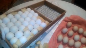 Совместная инкубация мускусной утки и куриных яиц.