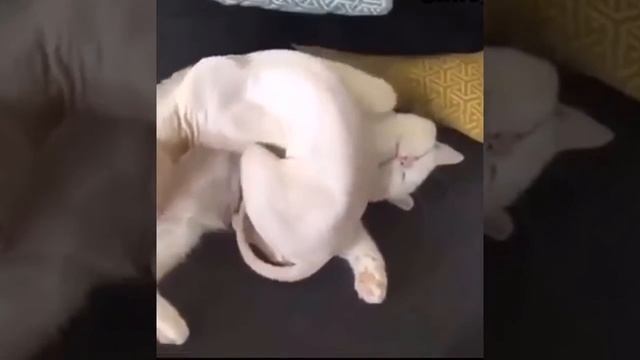 Кто полезнее для здоровья — кошки или собаки? Интересные факты о домашних животных смотреть онлайн