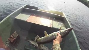 ЭТО ДОЛЖЕН УВИДЕТЬ КАЖДЫЙ РЫБАК!!! ДВЕ ЩУКИ НА ОДИН КРУЖОК - ОДНОВРЕМЕННО!!!