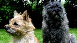 Порода собак. Керн терьер.Маленькая и активная собачка.Прекрасный компаньон