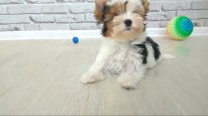 Бивер-йорк, собаки породы Бивер-йорк, Snezhnoe Korolevstvo RAFFAELLO