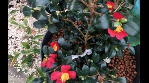 4 Camellias: Hiryu, Yuletide (autumn flowering), Margaret Davis, Man Size (spring flowering)