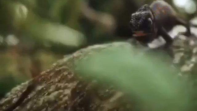 Жизнь, или ты или тебя. Хороший пример пищевой цепочки смотреть онлайн