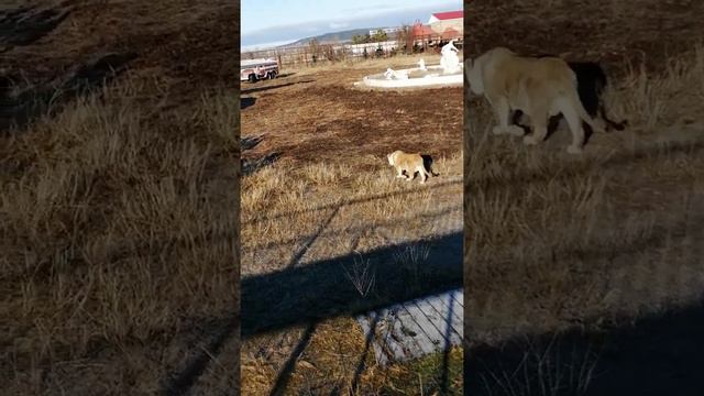 Молодые львы и гуляющий Персей ещё в саванне. Крым. Тайган. 18-19 декабря 2021