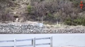 Хищники в деле, зебра вырубила львицу! 10 Самых Эпичных Битв Животных, Снятых на Камеру за "5 Минут