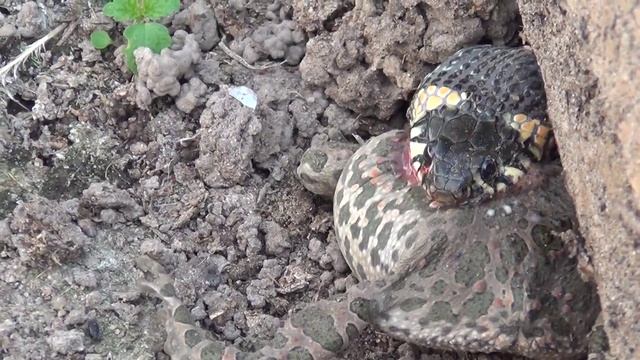 уж поедает лягушку смотреть онлайн