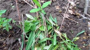 Размножение жимолости одревесневшими черенками/Honeysuckle propagation by lignified cuttings