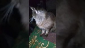 Кошка мейн кун Гера #мейнкун #кошка #кот #животные #питомцы