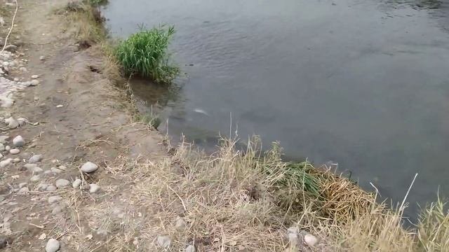 выращивание радужной форели