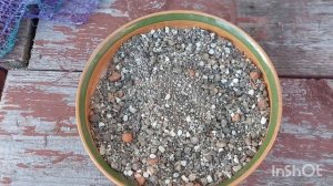 Посев семян кактусов. Как? Когда?