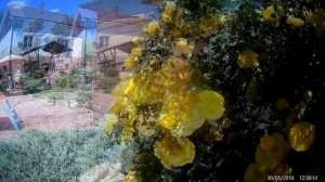 роза Persian Yellow (Персиан Йеллоу)