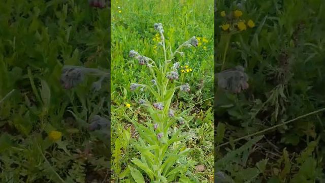 Чернокорень лекарственный - от укусов бешеных животных