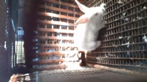 Делаем уколы кроликам.