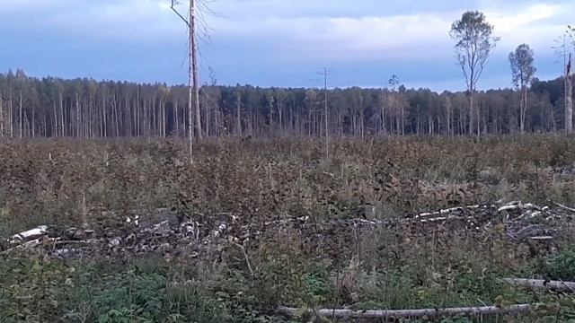 охота на лося во время гона смотреть онлайн